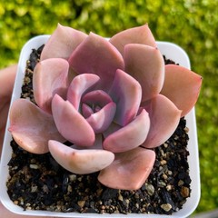 Rare Succulent Graptoveria Debbie Rooted Easy Care Pink Purple Live Plant 2.5″