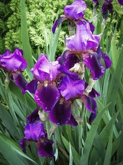8 Bearded Iris Bulb Rhizomes – Beautiful Colors – Fresh Deer Resistant Perennial