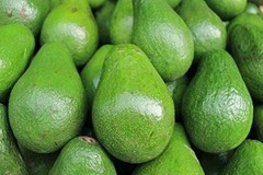 AVOCADO freeze dried powder 8oz 16oz 1lb 32oz 2lb 5lb 10lb 44lb 20kg 25kg PAJE