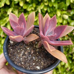 Rare Pink Succulent Graptoveria Dusty Easy Care Bare Root Live Plant 1-Head 2″