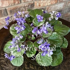Buyers Choice Trailing Violet 3 Plant Collection. FREE SHIPPING!!!