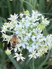 500+ CT Garlic Chives, Non-GMO, Organic, Heirloom Seeds 500多粒高芽率农场自留韭菜种子2023年产