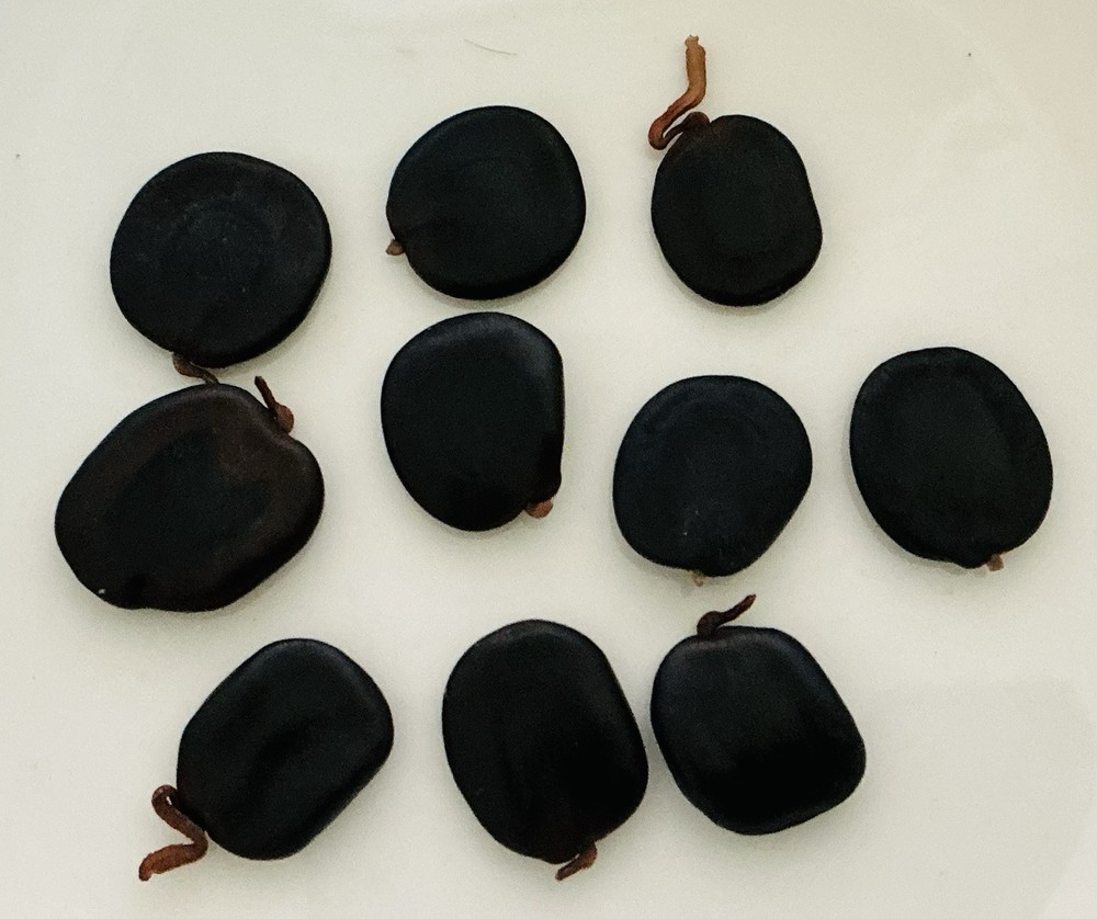 Climbing Wattle 5 Seeds Senegalia Pennata Cha-Om Acacia Pennata From Thailand
