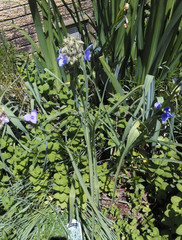 10 Spiderwort Transdescantia Purple Flower Bare Root Rhizome Bulbs- Live Plants