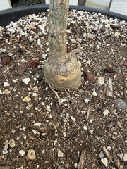 Adenia Volkensii tree