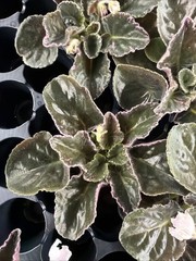African Violet Plant Carolina Elegant Affair Starter Plant Standard