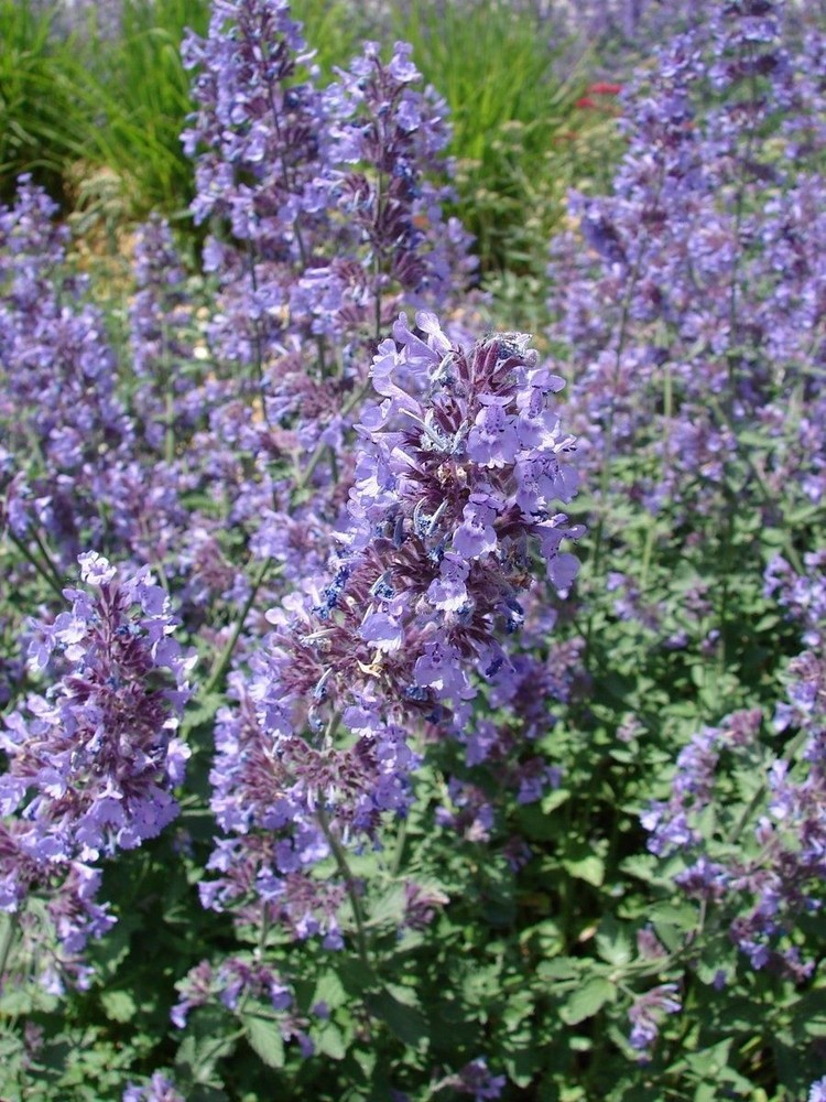 Catnip Seeds, Nepeta Cataria, NON-GMO, Variety Sizes, Cat Lovers, FREE SHIPPING