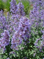 Catnip Seeds, Nepeta Cataria, NON-GMO, Variety Sizes, Cat Lovers, FREE SHIPPING