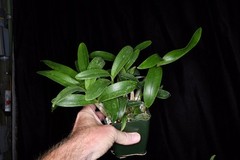 Orchid Hybrid Dendrobium Newbold Bride 3.25” Pot