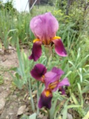 15 Iris Fresh Bearded Iris Rhizomes Mixed Varieties