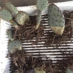 8CM Succulent Cactus Plant Opuntia Santarita（2-Head）Cactaceae Home Garden Plant