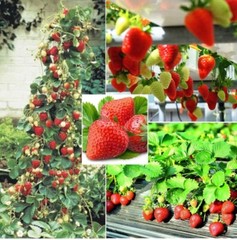 250+ Red Climbing Strawberry Seeds Everbearing Fruit Plant Home Garden Sweet JWL