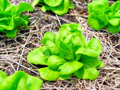 1000 LITTLE GEM BUTTERHEAD LETTUCE SEEDS | SALE FREE SHIPPING NON GMO HEIRLOOM