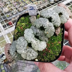 Haworthia Truncata Hybrid Succulent plants potted Home Garden Bonsai 6-8cm