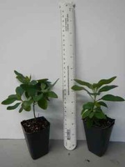 ~~PEACHES & CREAM~~Lonicera periclymenum Honeysuckle Vine~Rooted Starter Plant ~