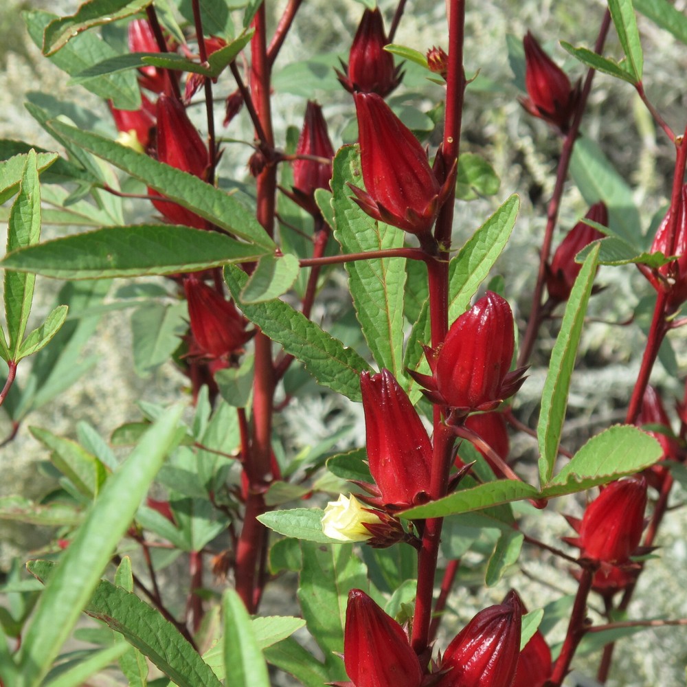 Red Hibiscus Roselle Seeds | Sabdariffa Sour Leaf Sorrel Chin Baung Jamaican