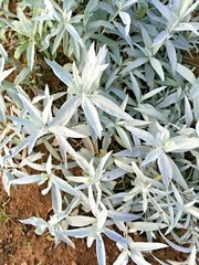 301+PRAIRIE SAGE Flower seeds White Sagebrush Perennial Native Wildflower smudge