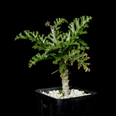 Pelargonium laxum – 3.25″ pot – Caudiciform