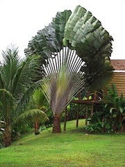 TRAVELERS PALM TREE SEEDS (Ravenala madagascariensis) Bird of Paradise Plant