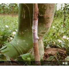 Aglis New Medel 25mm x 30M Buddy Tape Grafting Tape Agricultural *US seller