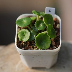 1CM Succulent Plant Crassula Umbella Wine Cup Crassulaceae Home Garden Beautiful