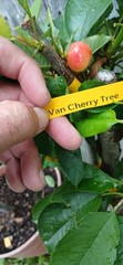 3 Years Old Multi Grafted 5 Different Organic Premium Cherry Tree On One Tree