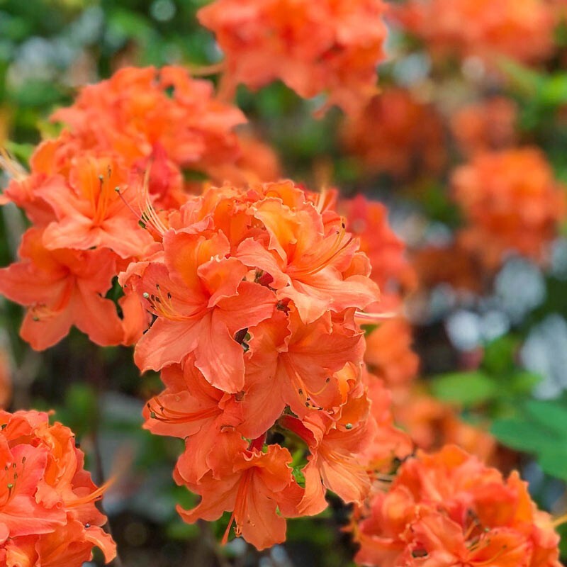 MANDARIN~Azalea Rhododendron Hybrid~STARTER Plant~MAY BE DORMANT