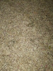 Dried Silk Mimosa Tree Fragarant Pink Flowers Tea Tincture Albizia Julibrissin