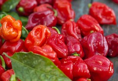 Cajun Belle Pepper Seeds (20) / ORGANIC / MILD / FLORIDA GROWN / RARE