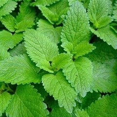500++ LEMON BALM SEEDS (Melissa officinalis) – NON GMO , Heirloom Seeds | USA