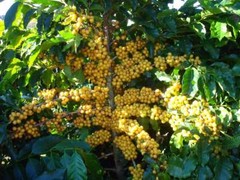 BRAZILIAN YELLOW BOURBON ESPRESSO COFFEE BEANS DARK ROASTED 5 POUNDS 1 POUND BAG