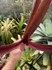 Bromeliad Sale! Hohenbergia lemei (species)