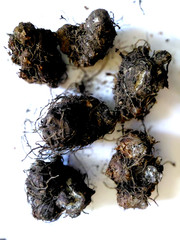 2 Bulbs FLORIDA BEAUTY caladium from Florida Plantation