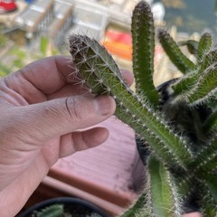 Dog tail cactus rooted Easy care . Soft thorns . Bare root plants from 3-7 ins