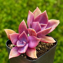 Rare Succulent Pink Graptoveria Dusty Easy Care Rooted Live Plant 3-Inch
