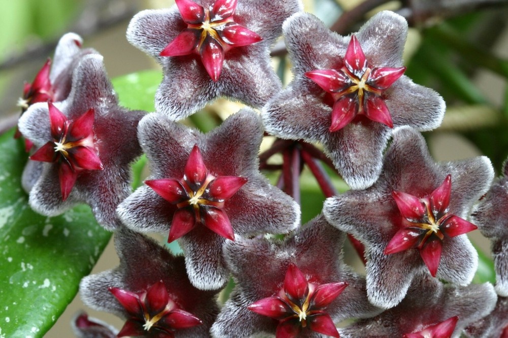 Hoya pubicalyx 1 Year Old plant well rooted, sent in container