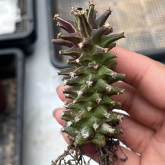8CM Succulent Cactus Plant Euphorbia Guentheri Euphorbiaceae Home Garden Plant