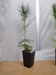 Japanese Black Pine 1 year old tree in nursery pot. Pinus thunbergii. Thunbergia
