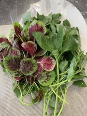 1000+ Mix Amaranth Seeds – ( Green And Red Stripe), NON-GMO, FREE SHIPPING