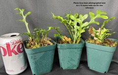 DRYNARIA BONII ‘dark form’ Rare Tropical Fern PLANT not Staghorn Platycerium