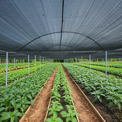 80% UV Sunblock Shade Cloth for Plant Cover Greenhouse Barn MANY SIZES