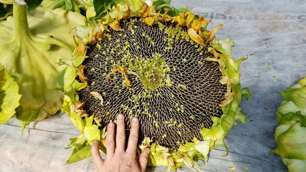 Mongolian Giant Sunflower Seeds for Planting Bulk or Packet Size Organic Non-GMO