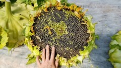 Mongolian Giant Sunflower Seeds for Planting Bulk or Packet Size Organic Non-GMO