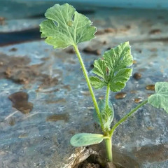 Sweet Tiger Baby Watermelon Seeds 50+ Non-GMO Ultra Sweet Easy Grow