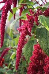 4000 Love Lies Bleeding Amaranth Seeds Organic Heirloom Non-GMO- With Bonus!