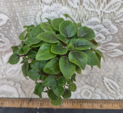 African Violet Plant — Trail Along ~~ mini trailer ~