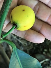 Lemon Drop Mangosteen Garcinia Intermedia Yellow Tropical Fruit Tree Plant