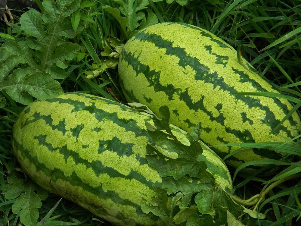 Georgia Rattle Snake Watermelon Seeds, NON-GMO, Gypsy Watermelon, FREE SHIPPING