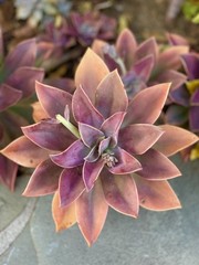 Rare Pink Succulent Graptoveria Dusty Easy Care Bare Root Live Plant 1-Head 2″