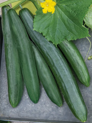 2026 Heirloom Vegetable Seeds – Premium Garden Seeds for Planting